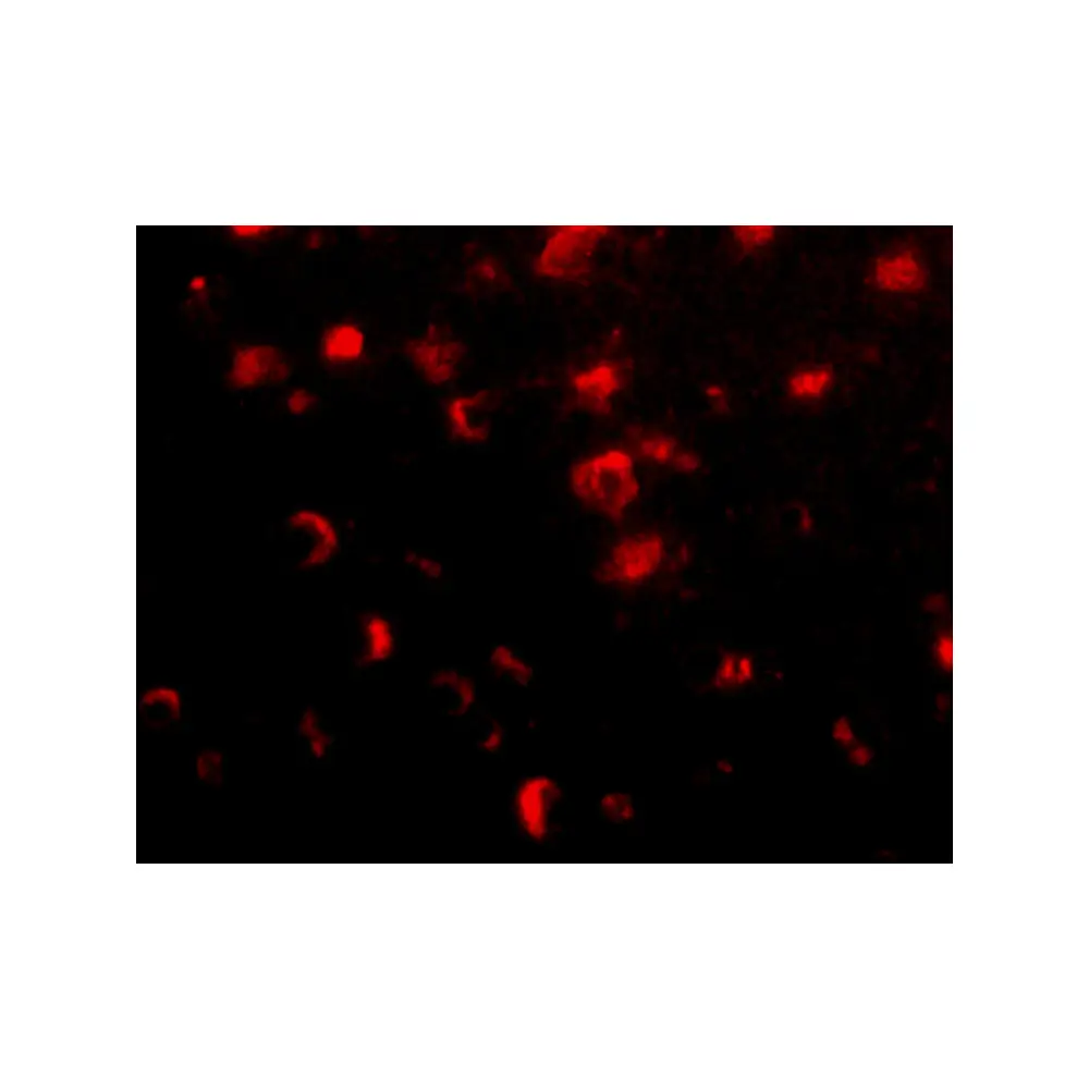 ProSci 4455_S Slitrk1 Antibody, ProSci, 0.02 mg/Unit Tertiary Image