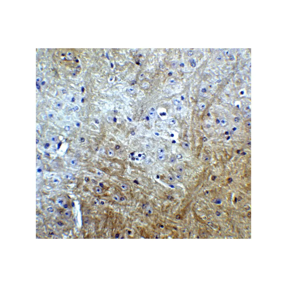 ProSci 4455_S Slitrk1 Antibody, ProSci, 0.02 mg/Unit Quaternary Image