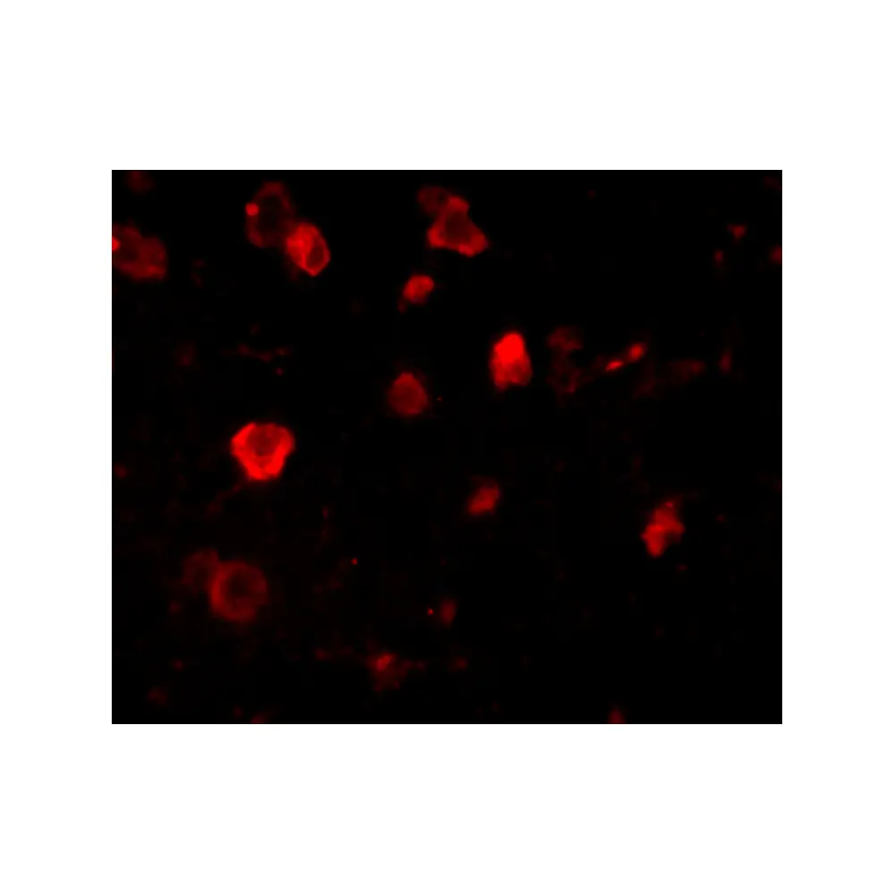 ProSci 4483 Slitrk4 Antibody, ProSci, 0.1 mg/Unit Tertiary Image