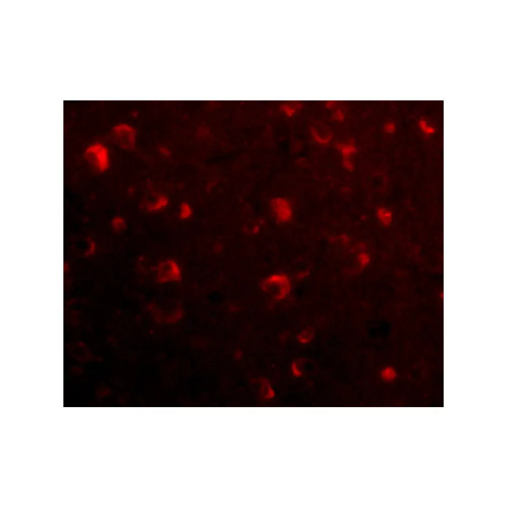 ProSci 4481 Slitrk6 Antibody, ProSci, 0.1 mg/Unit Tertiary Image