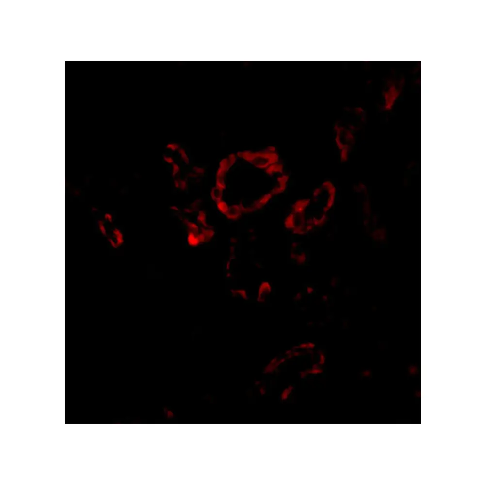 ProSci 3959 Slug Antibody, ProSci, 0.1 mg/Unit Secondary Image