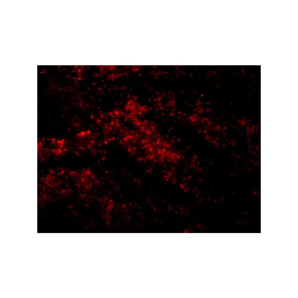 ProSci 2411 Smac Antibody, ProSci, 0.1 mg/Unit Quaternary Image
