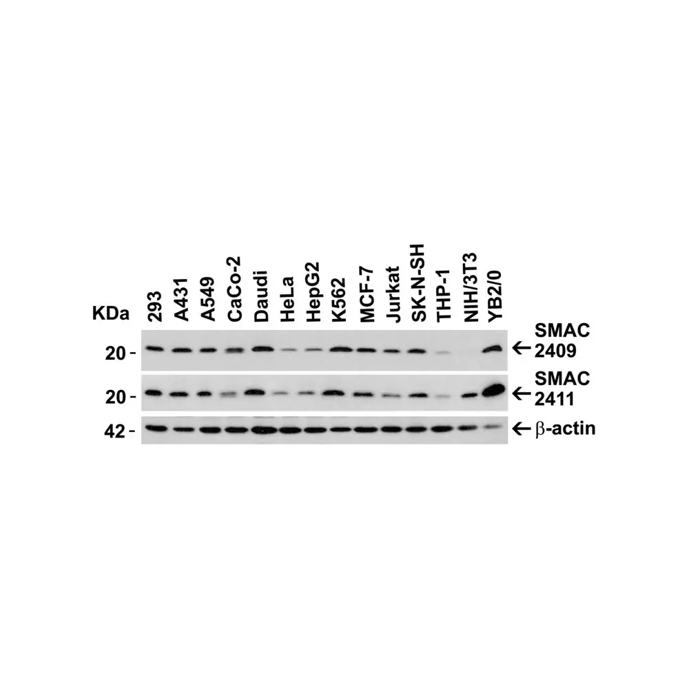 ProSci 2409 Smac Antibody, ProSci, 0.1 mg/Unit Secondary Image