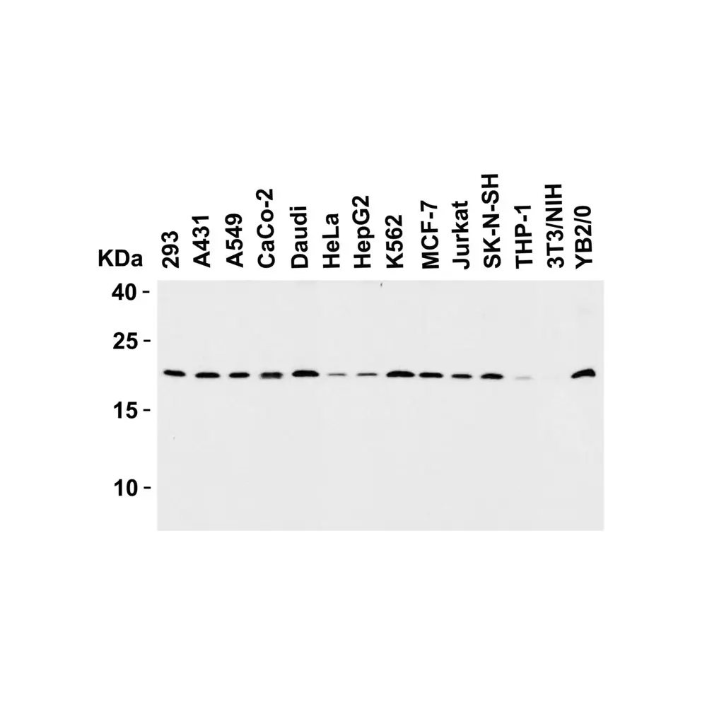 ProSci 2409 Smac Antibody, ProSci, 0.1 mg/Unit Tertiary Image
