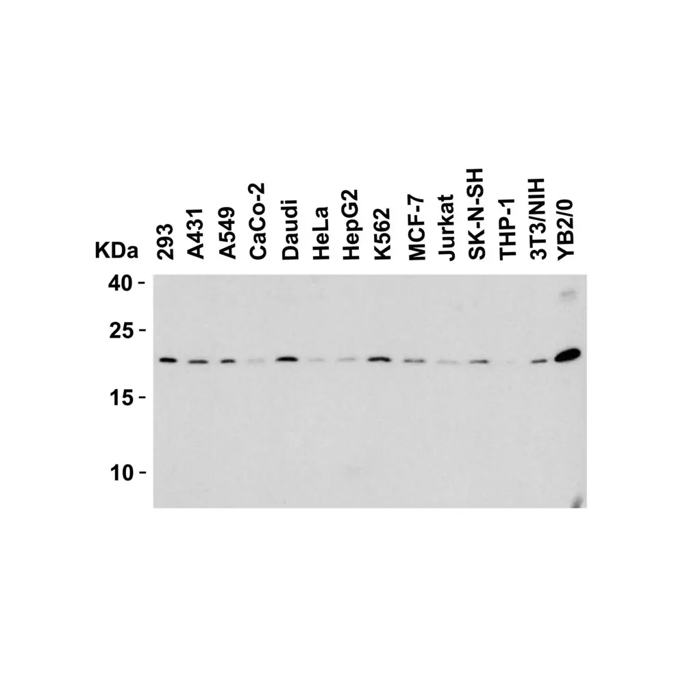 ProSci 2411 Smac Antibody, ProSci, 0.1 mg/Unit Tertiary Image