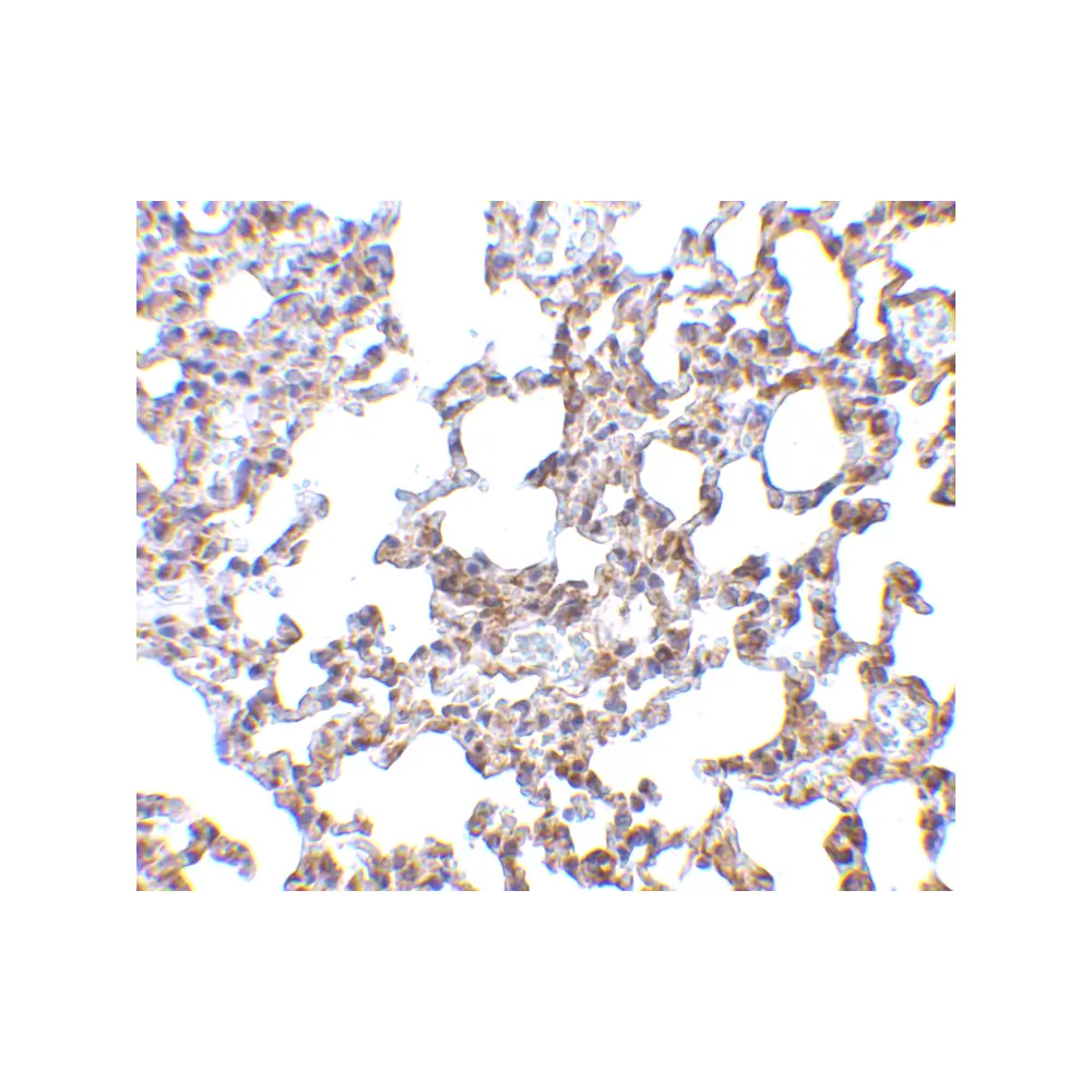 ProSci 2255 SnoN Antibody, ProSci, 0.1 mg/Unit Secondary Image