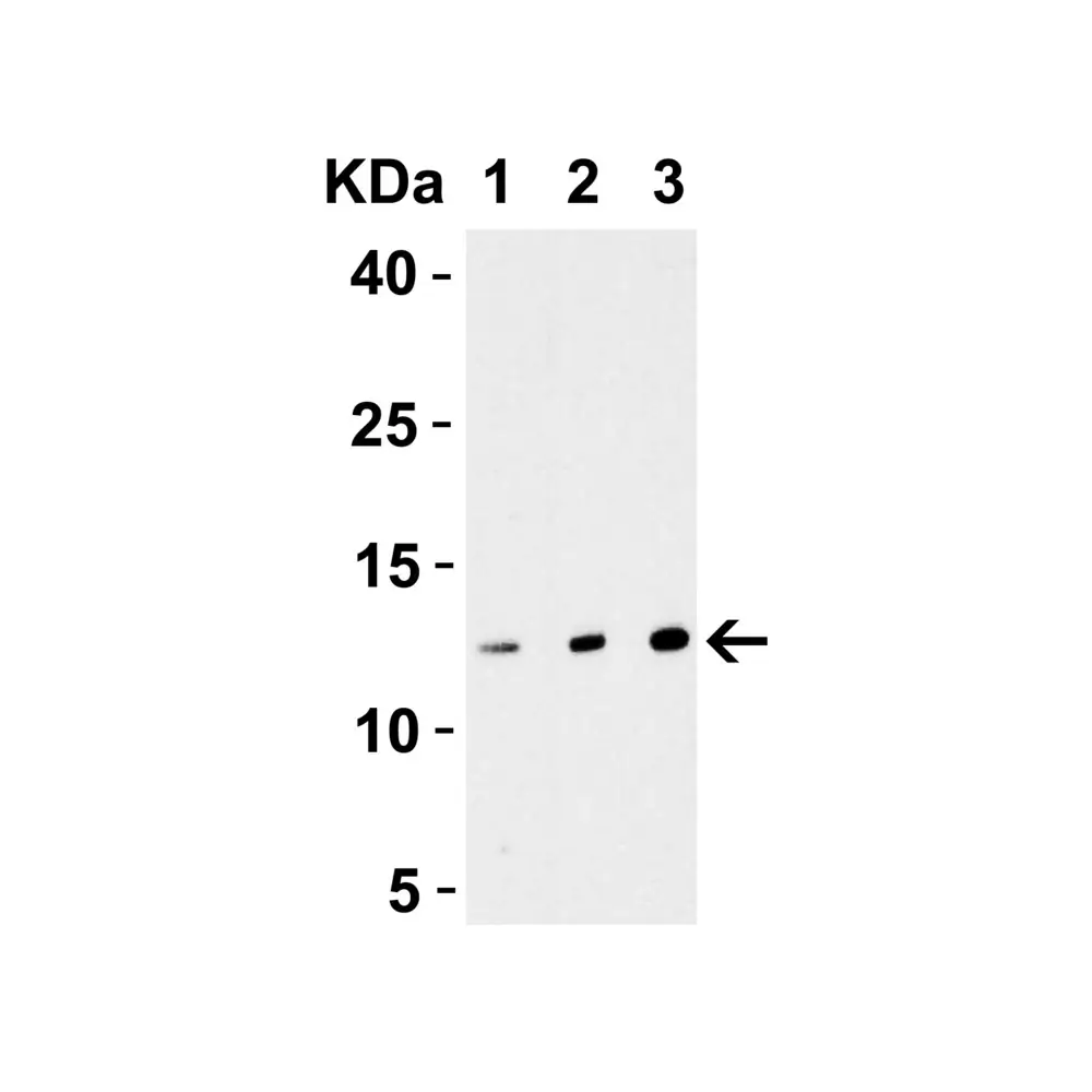 ProSci 4335 StrepII-tag Antibody, ProSci, 0.1 mg/Unit Primary Image