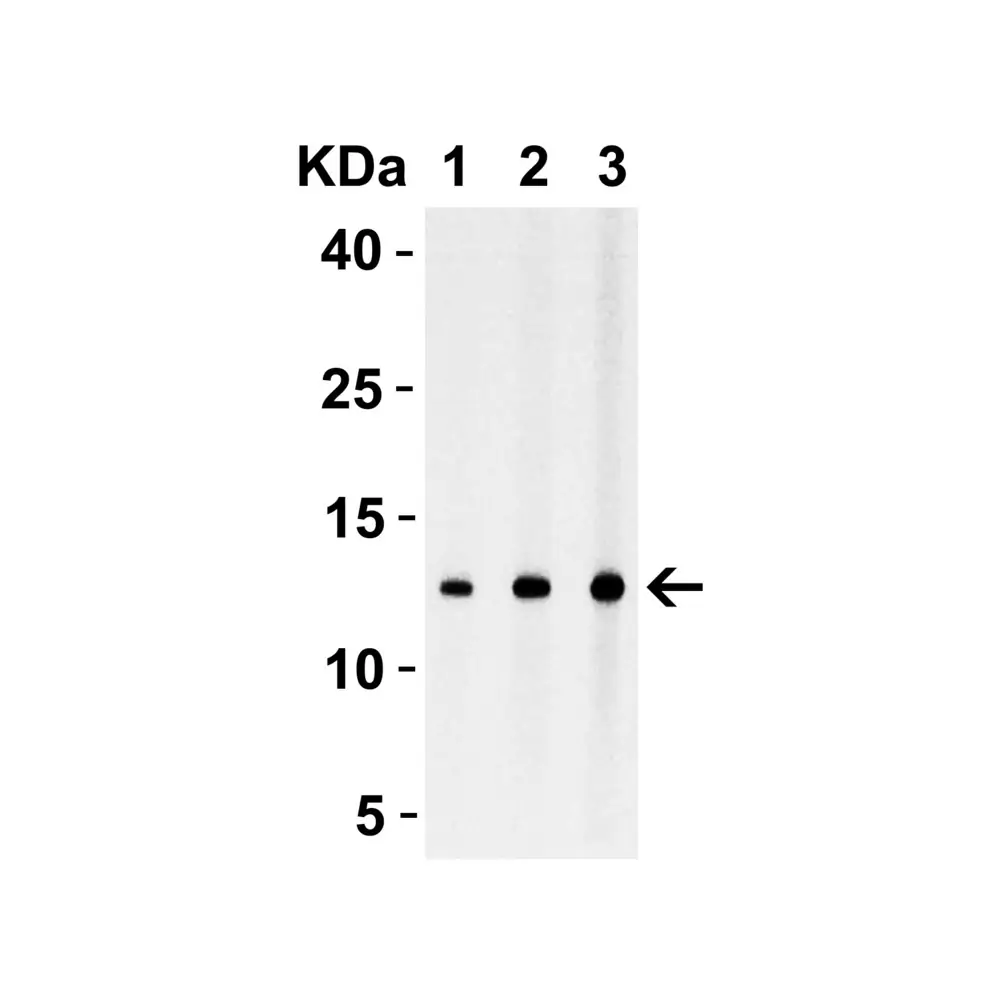 ProSci 4337 StrepII-tag Antibody, ProSci, 0.1 mg/Unit Primary Image