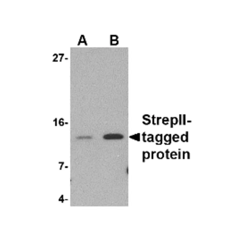 ProSci 4337_S StrepII-tag Antibody, ProSci, 0.02 mg/Unit Secondary Image