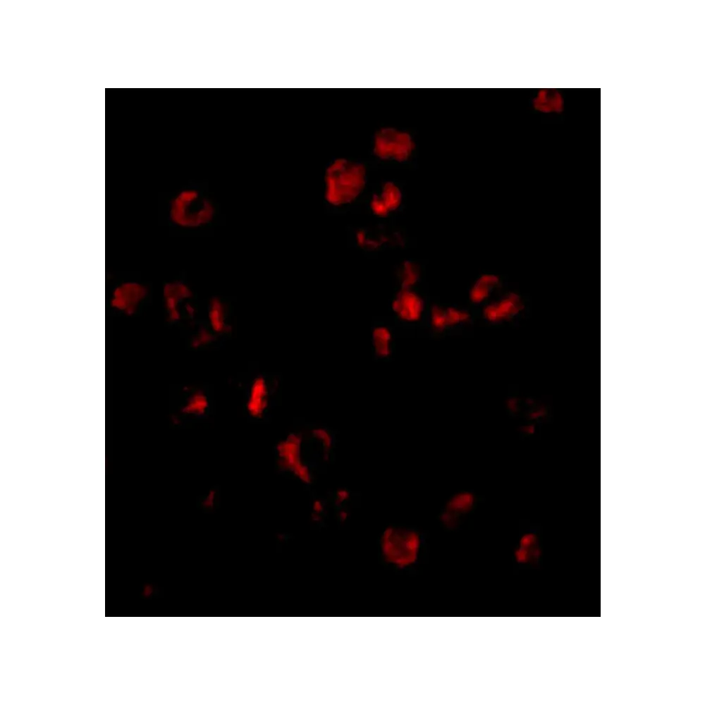 ProSci 3969 Sumo Antibody, ProSci, 0.1 mg/Unit Tertiary Image