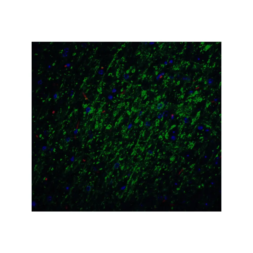 ProSci 2233 Survivin Antibody, ProSci, 0.1 mg/Unit Quaternary Image