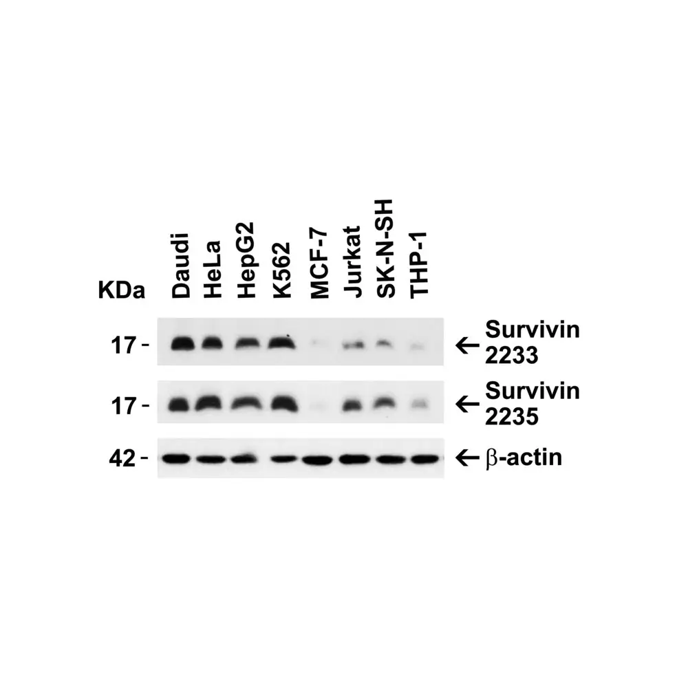 ProSci 2235_S Survivin Antibody, ProSci, 0.02 mg/Unit Secondary Image