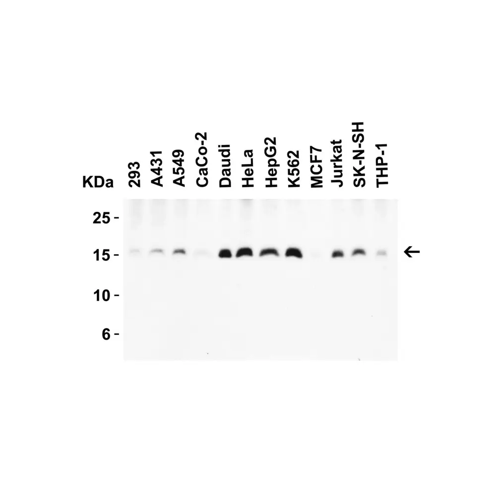ProSci 2235_S Survivin Antibody, ProSci, 0.02 mg/Unit Tertiary Image