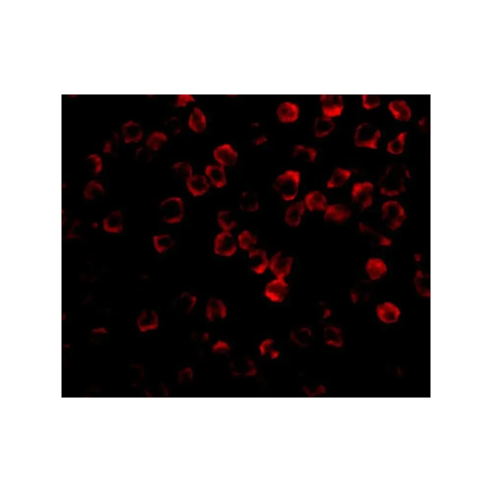 ProSci 3387 TAB1 Antibody, ProSci, 0.1 mg/Unit Tertiary Image