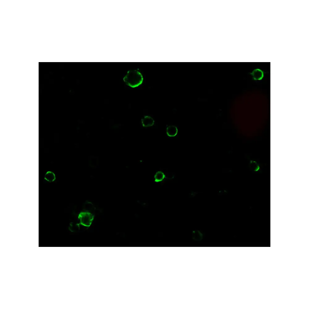 ProSci 1131_S TACE Antibody, ProSci, 0.02 mg/Unit Quaternary Image