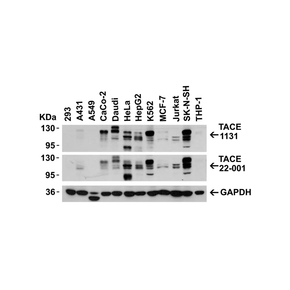 ProSci 1131 TACE Antibody, ProSci, 0.1 mg/Unit Tertiary Image