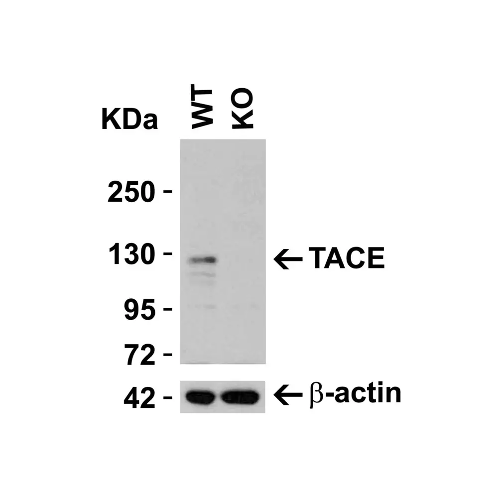 ProSci 1131 TACE Antibody, ProSci, 0.1 mg/Unit Secondary Image