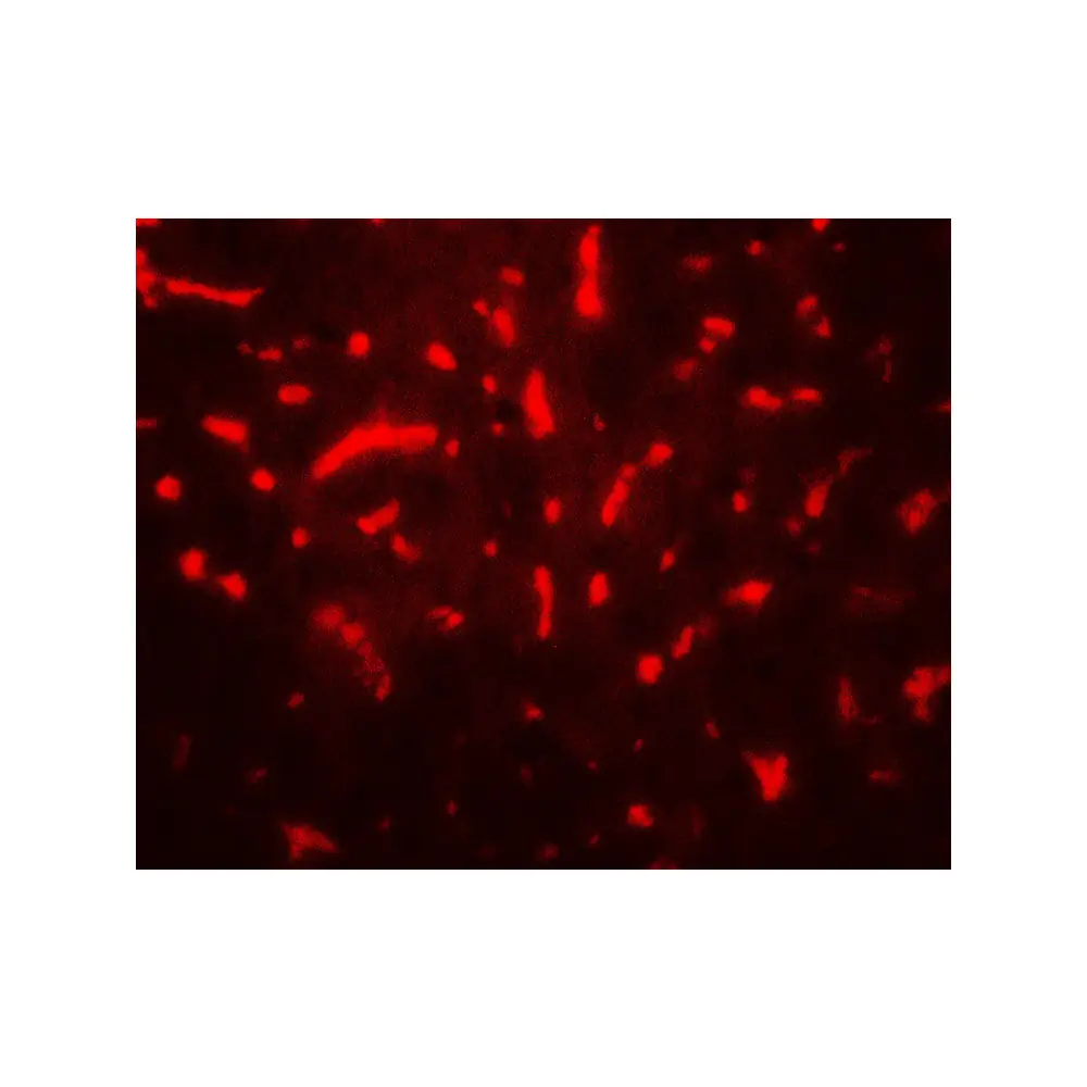 ProSci 7719 TAF9 Antibody, ProSci, 0.1 mg/Unit Tertiary Image