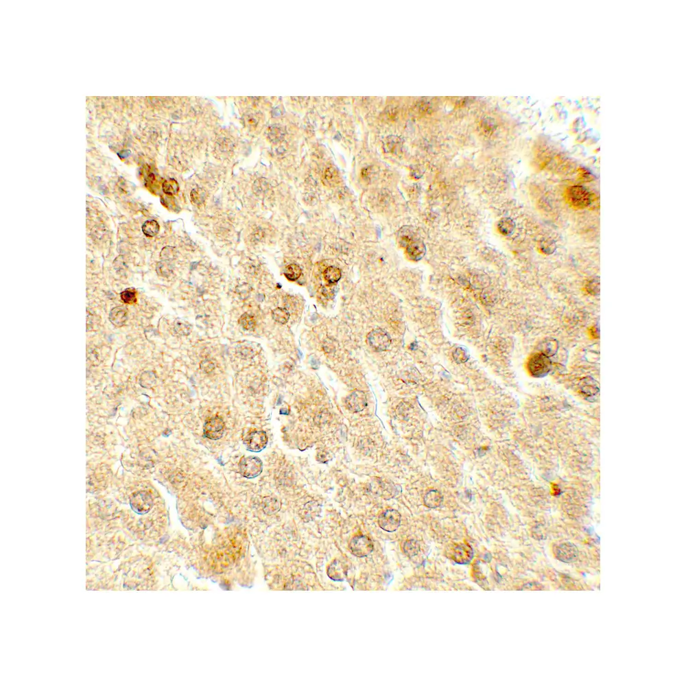 ProSci 7719 TAF9 Antibody, ProSci, 0.1 mg/Unit Secondary Image