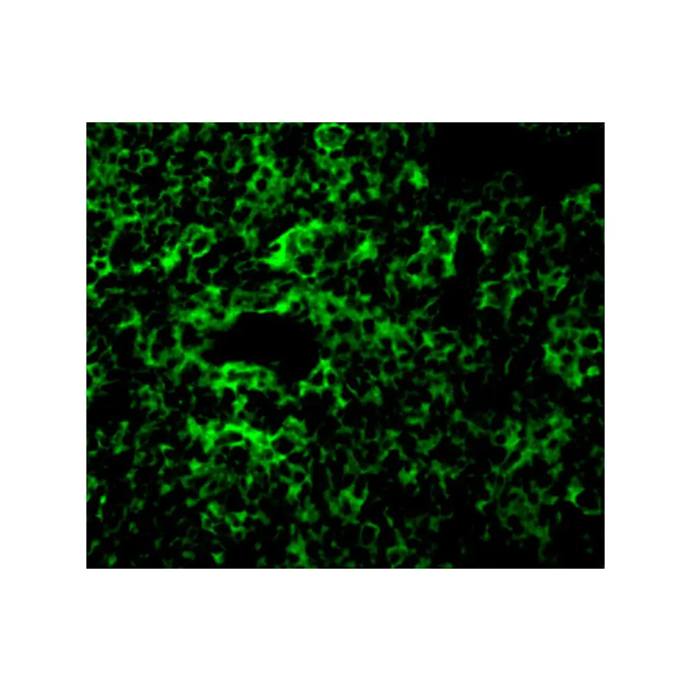 ProSci 3385 TAK1 Antibody, ProSci, 0.1 mg/Unit Secondary Image