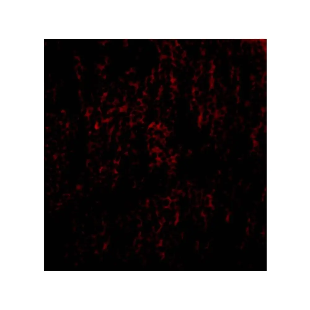 ProSci 3877 TANK Antibody, ProSci, 0.1 mg/Unit Tertiary Image