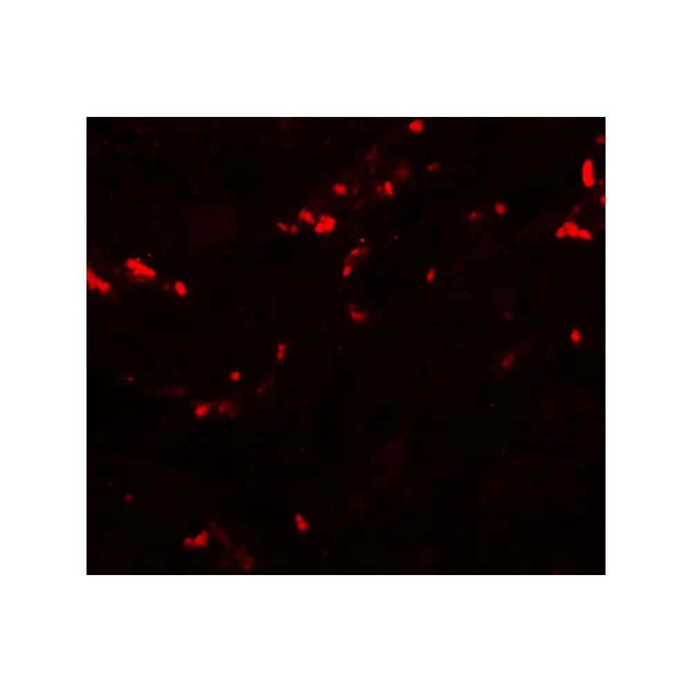 ProSci 5833_S TCTN1 Antibody, ProSci, 0.02 mg/Unit Tertiary Image