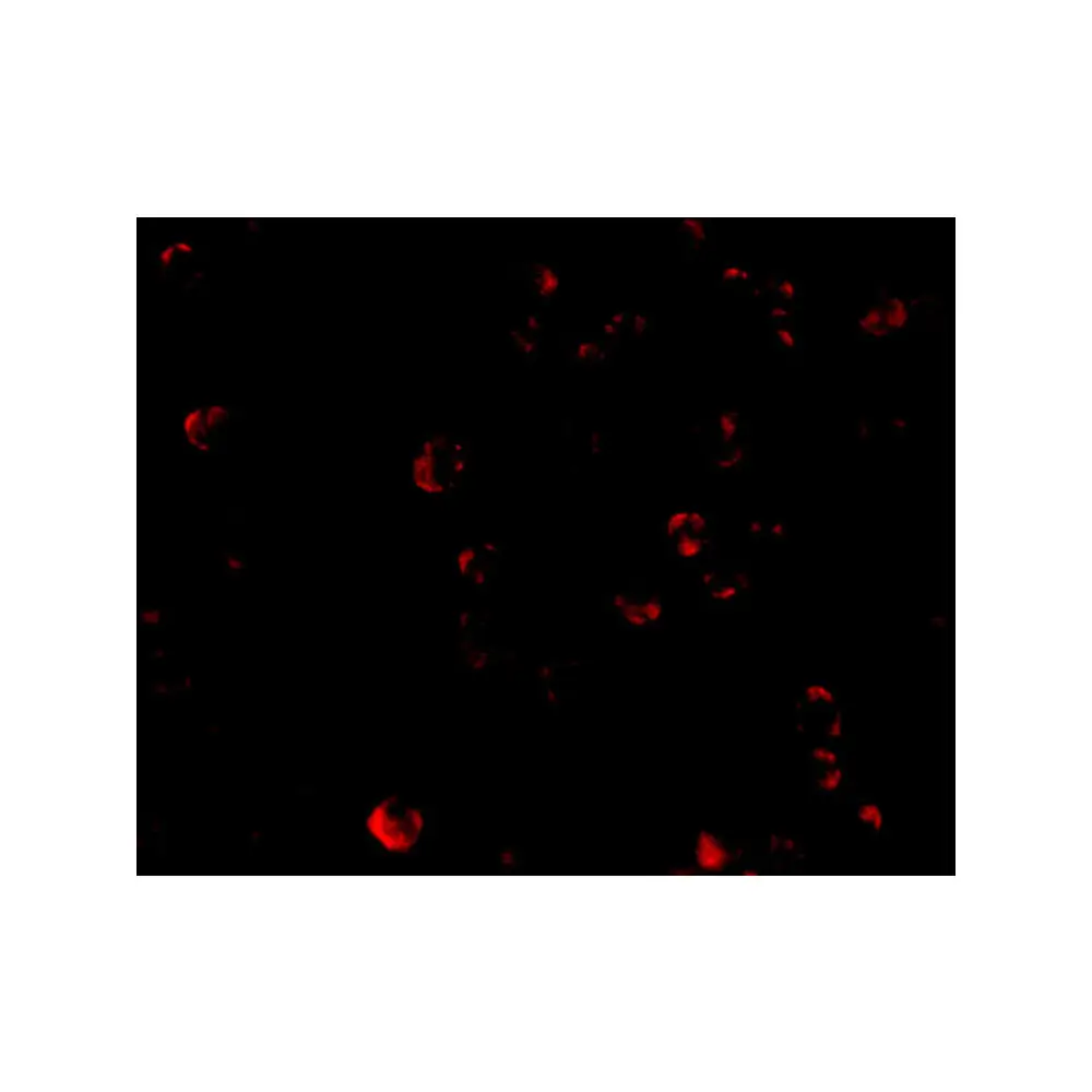 ProSci 4285_S TDP43 Antibody, ProSci, 0.02 mg/Unit Tertiary Image