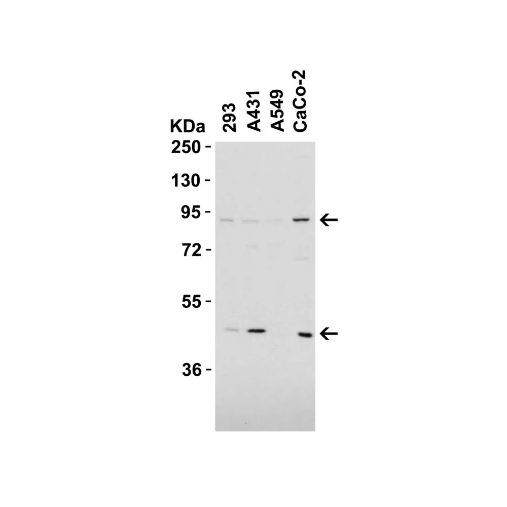 ProSci 4357_S TEM1 Antibody, ProSci, 0.02 mg/Unit Tertiary Image