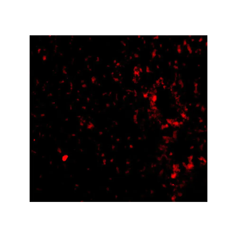 ProSci 4341_S TEM7 Antibody, ProSci, 0.02 mg/Unit Tertiary Image