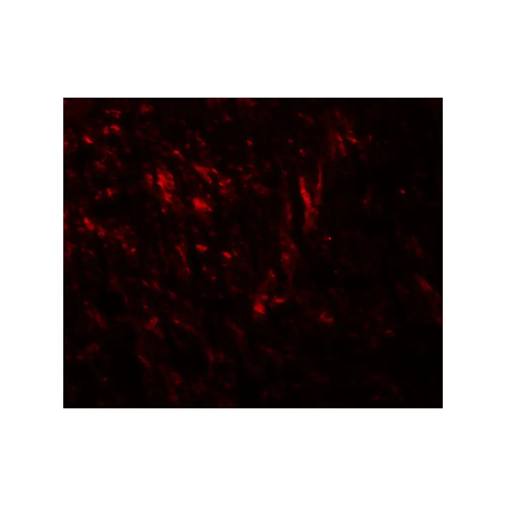 ProSci 8149_S TENM1 Antibody, ProSci, 0.02 mg/Unit Tertiary Image