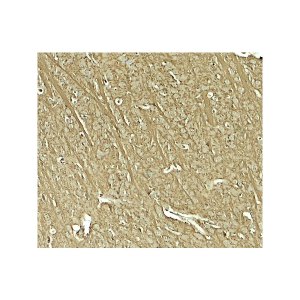 ProSci 8149 TENM1 Antibody, ProSci, 0.1 mg/Unit Secondary Image