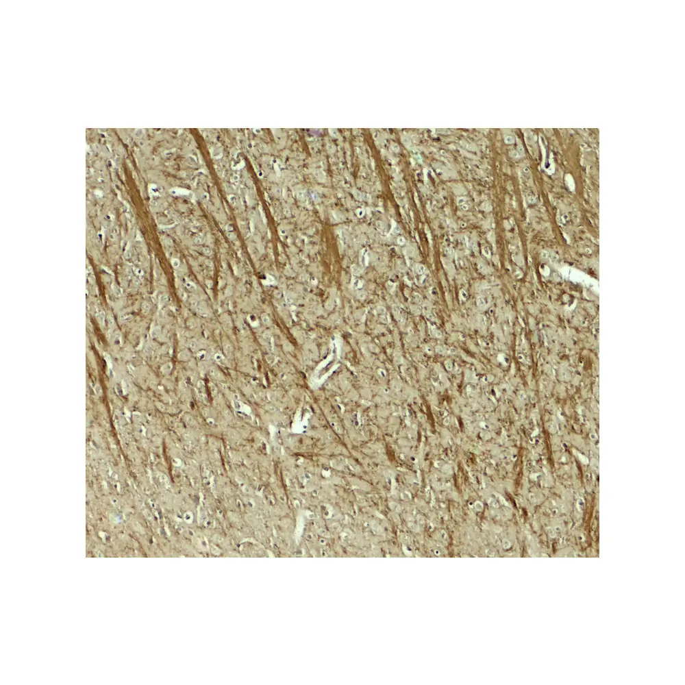 ProSci 8151_S TENM3 Antibody, ProSci, 0.02 mg/Unit Secondary Image