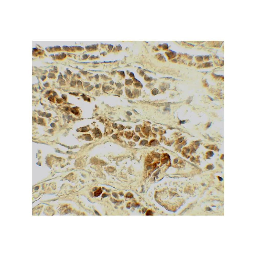 ProSci 7727_S TERF2 Antibody, ProSci, 0.02 mg/Unit Secondary Image