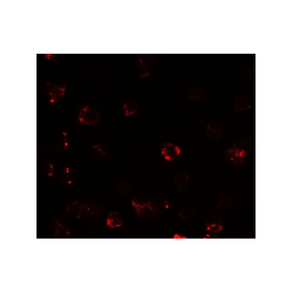 ProSci 7601_S TESPA1 Antibody, ProSci, 0.02 mg/Unit Tertiary Image