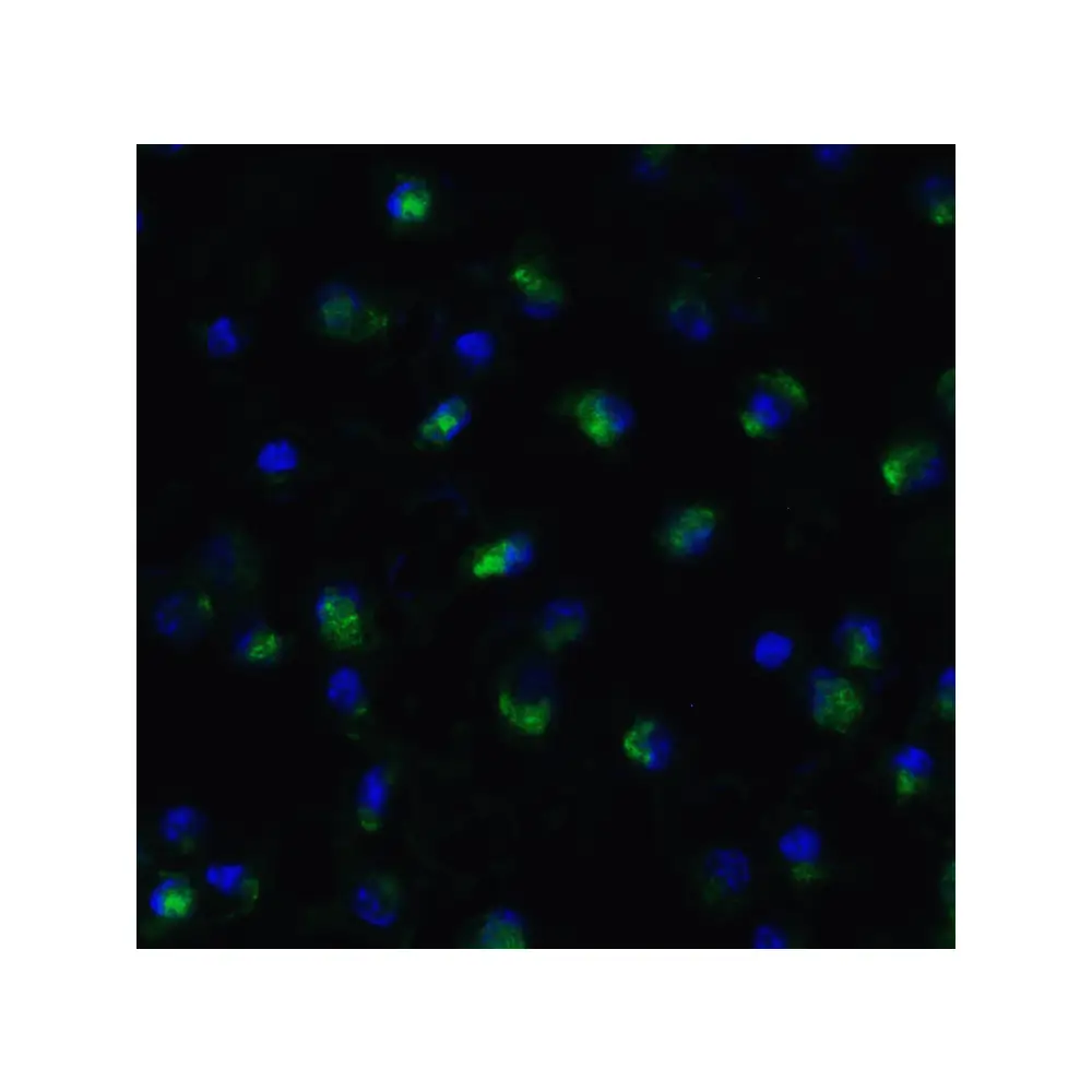 ProSci 7733_S TET1 Antibody, ProSci, 0.02 mg/Unit Quaternary Image