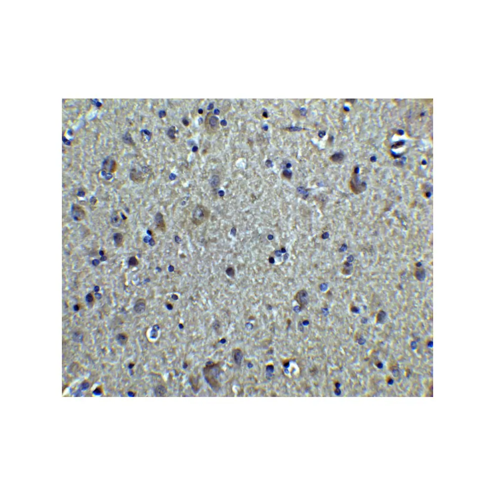ProSci 7597_S alpha-Tubulin Antibody, ProSci, 0.02 mg/Unit Secondary Image