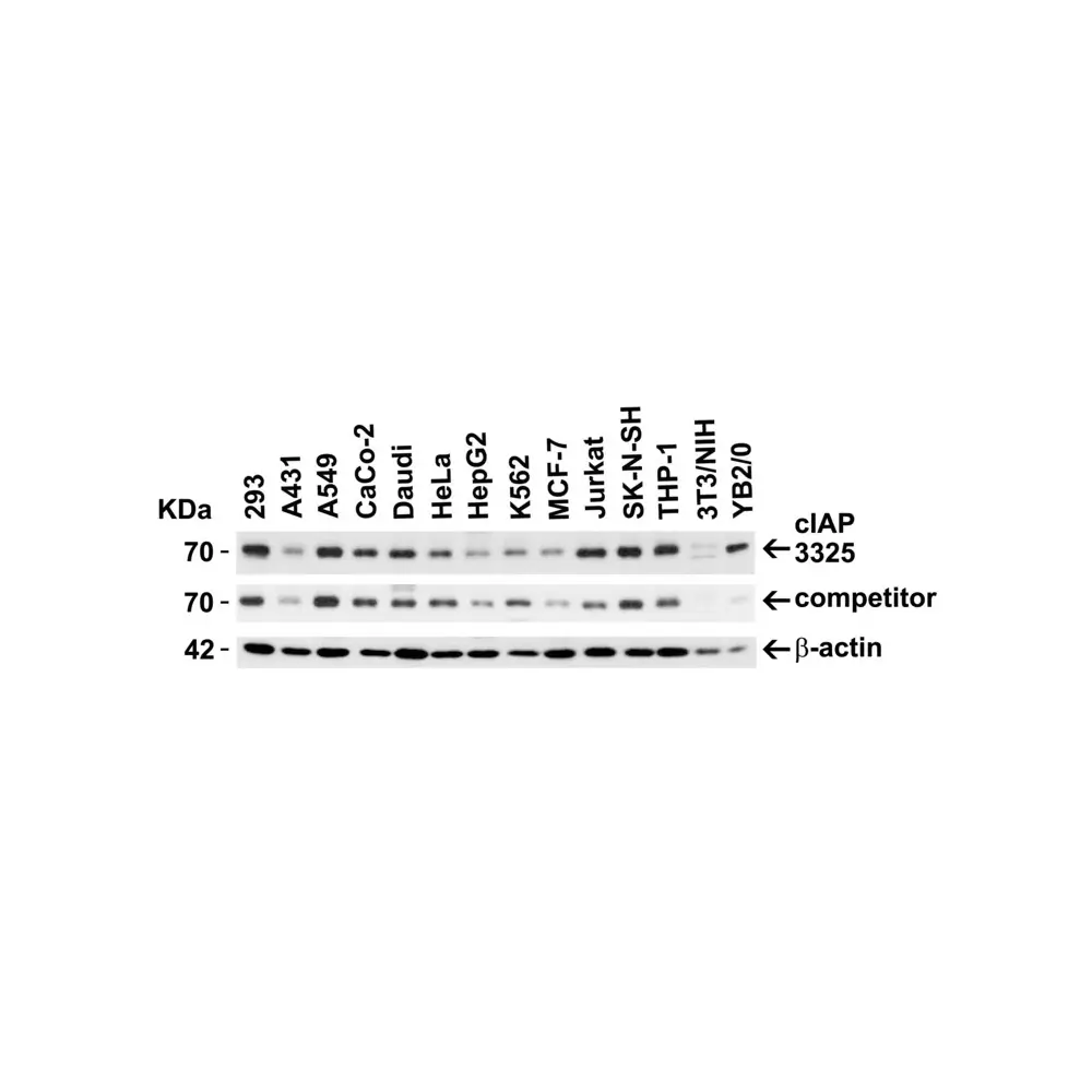 ProSci 3325 cIAP Antibody, ProSci, 0.1 mg/Unit Secondary Image