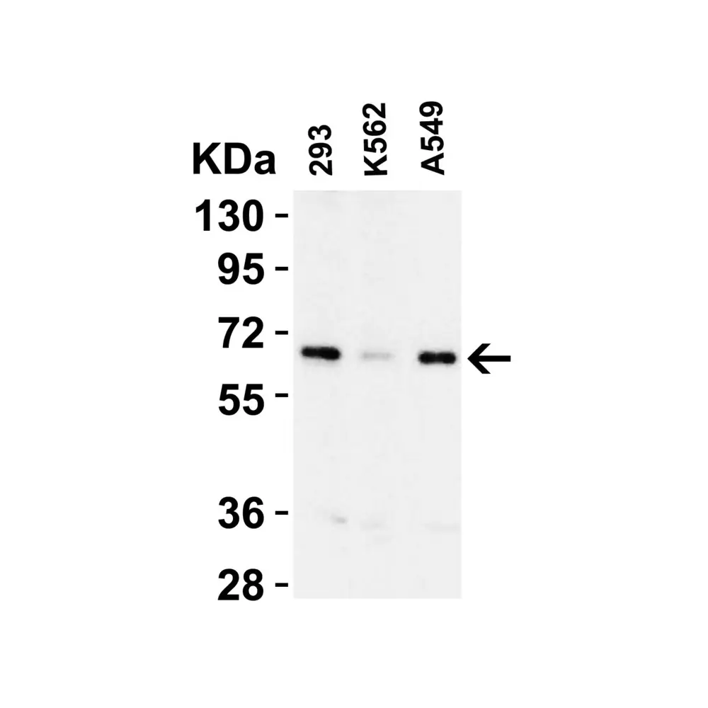 ProSci 3325 cIAP Antibody, ProSci, 0.1 mg/Unit Tertiary Image
