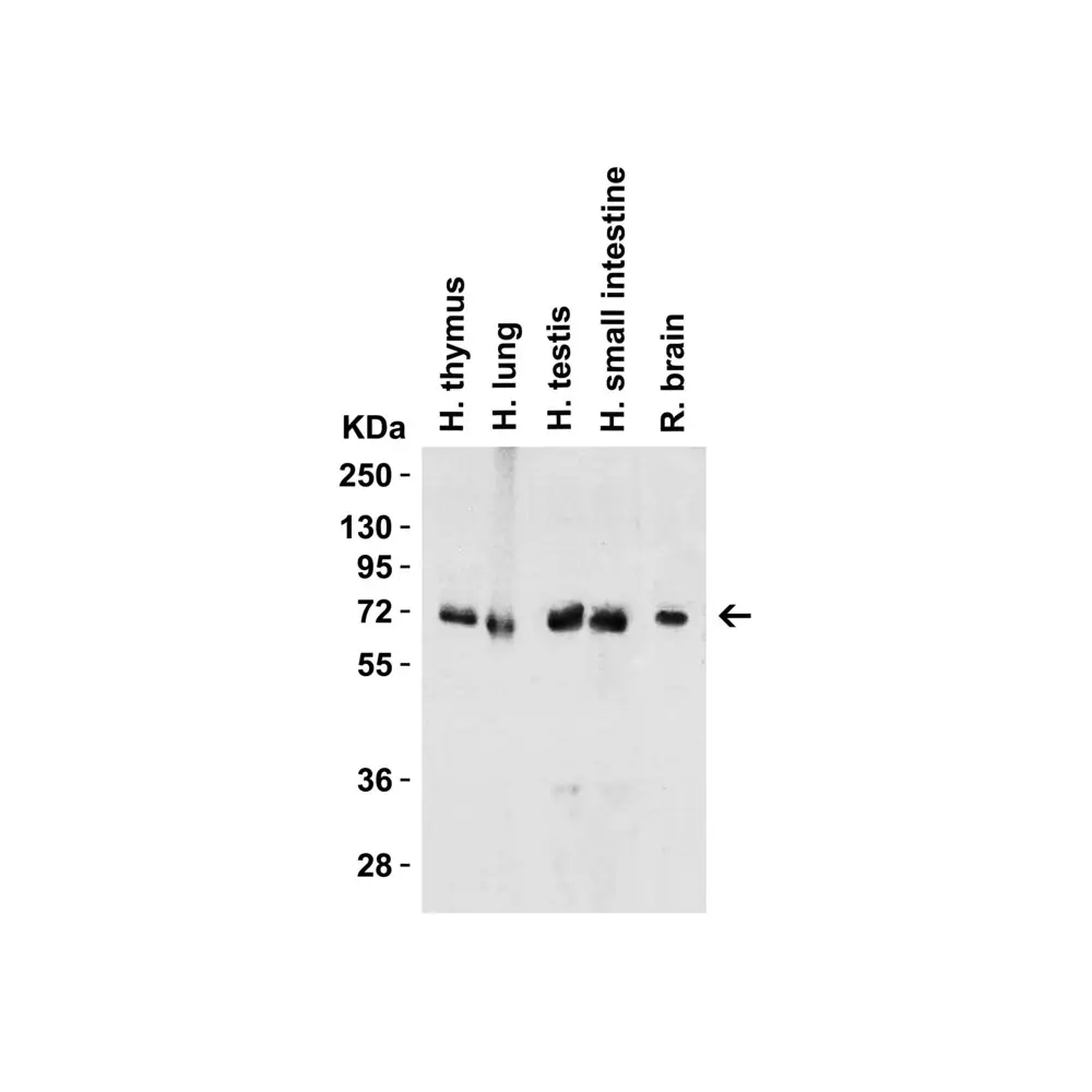 ProSci 3325 cIAP Antibody, ProSci, 0.1 mg/Unit Quaternary Image