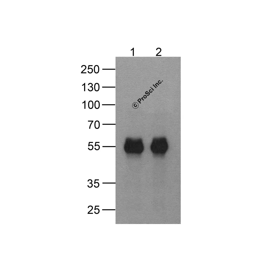 ProSci PM-7669_S cMyc-tag Antibody [5G5H7], ProSci, 0.02 mg/Unit Secondary Image