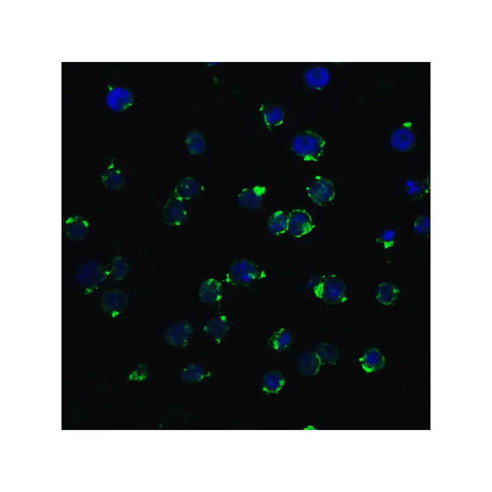 ProSci 8963_S hRIP3 Antibody, ProSci, 0.02 mg/Unit Quaternary Image