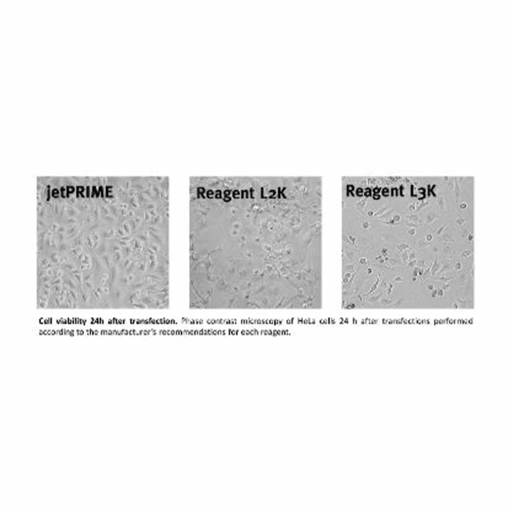 Polyplus-transfection 101000027 jetPRIME