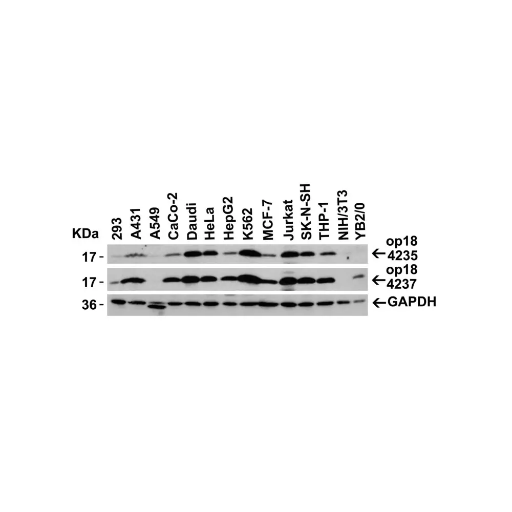 ProSci 4237 op18 Antibody, ProSci, 0.1 mg/Unit Secondary Image