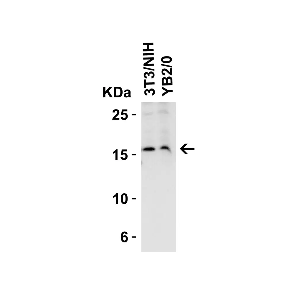 ProSci 4235_S op18 Antibody, ProSci, 0.02 mg/Unit Quaternary Image