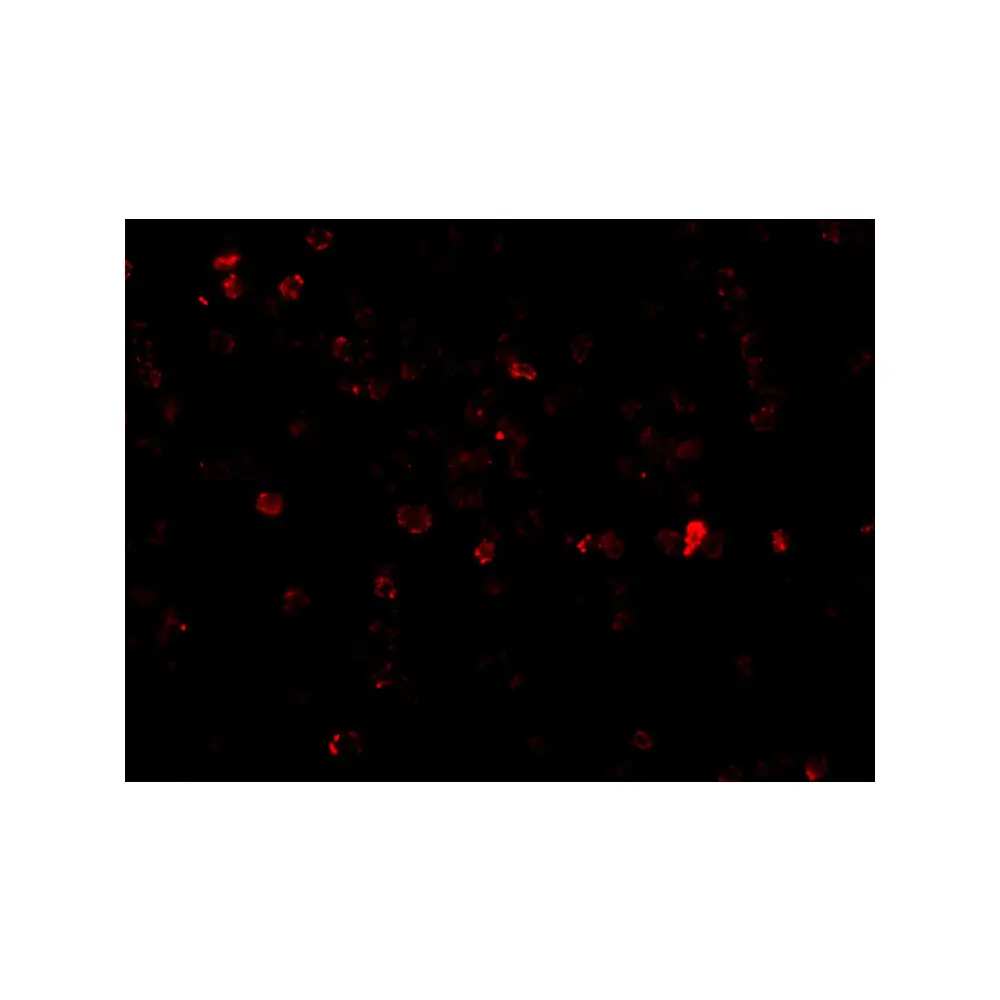 ProSci 2449 p53AIP1 Antibody, ProSci, 0.1 mg/Unit Tertiary Image