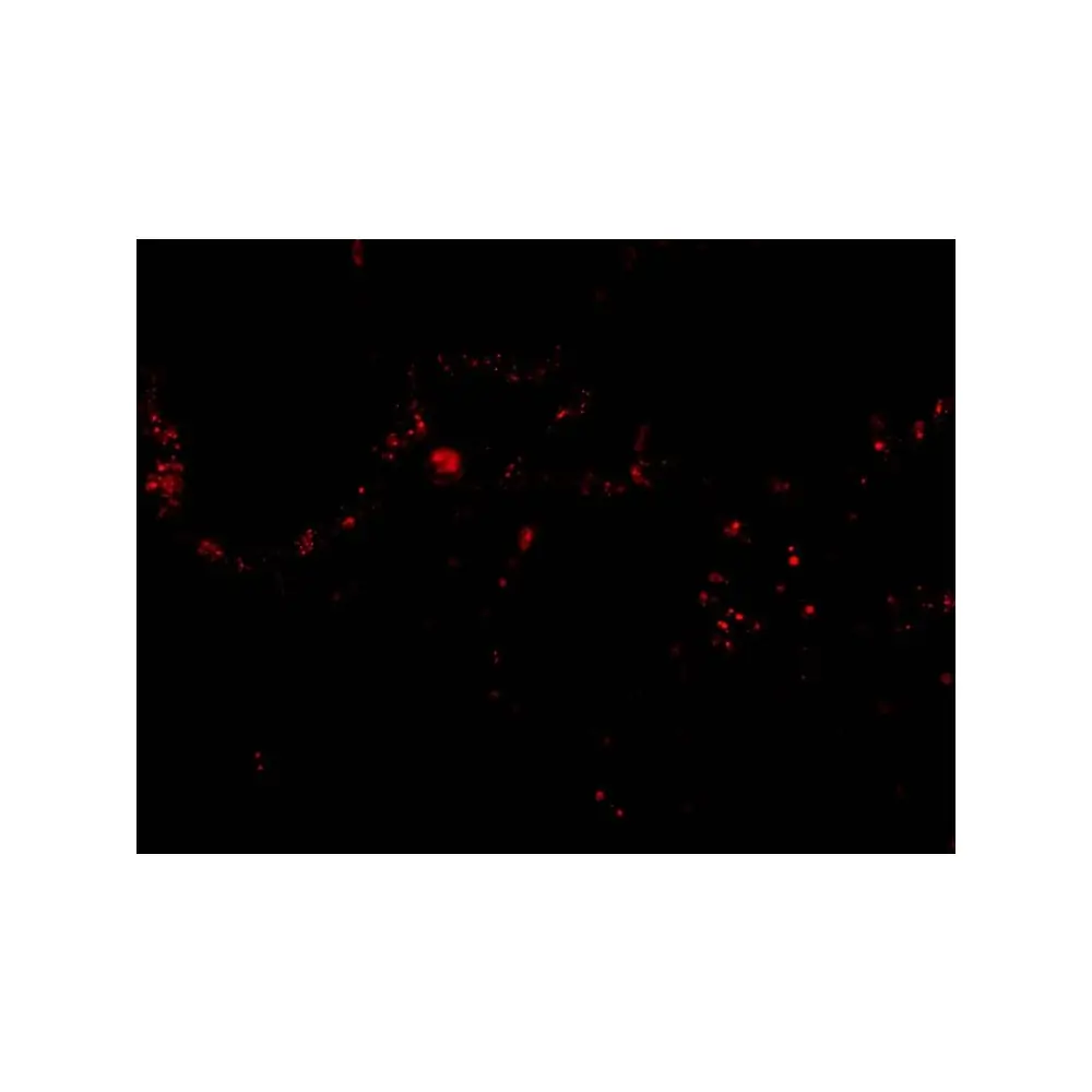ProSci 2383 p53R2 Antibody, ProSci, 0.1 mg/Unit Tertiary Image
