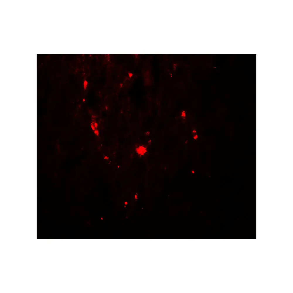 ProSci 8005_S SAMHD1 (phospho Thr592) Antibody, ProSci, 0.02 mg/Unit Quaternary Image
