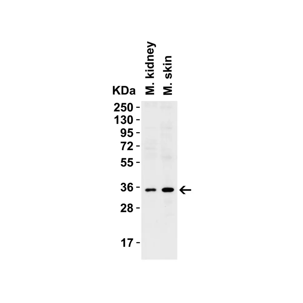 ProSci 3963_S sRANK Ligand Antibody, ProSci, 0.02 mg/Unit Secondary Image